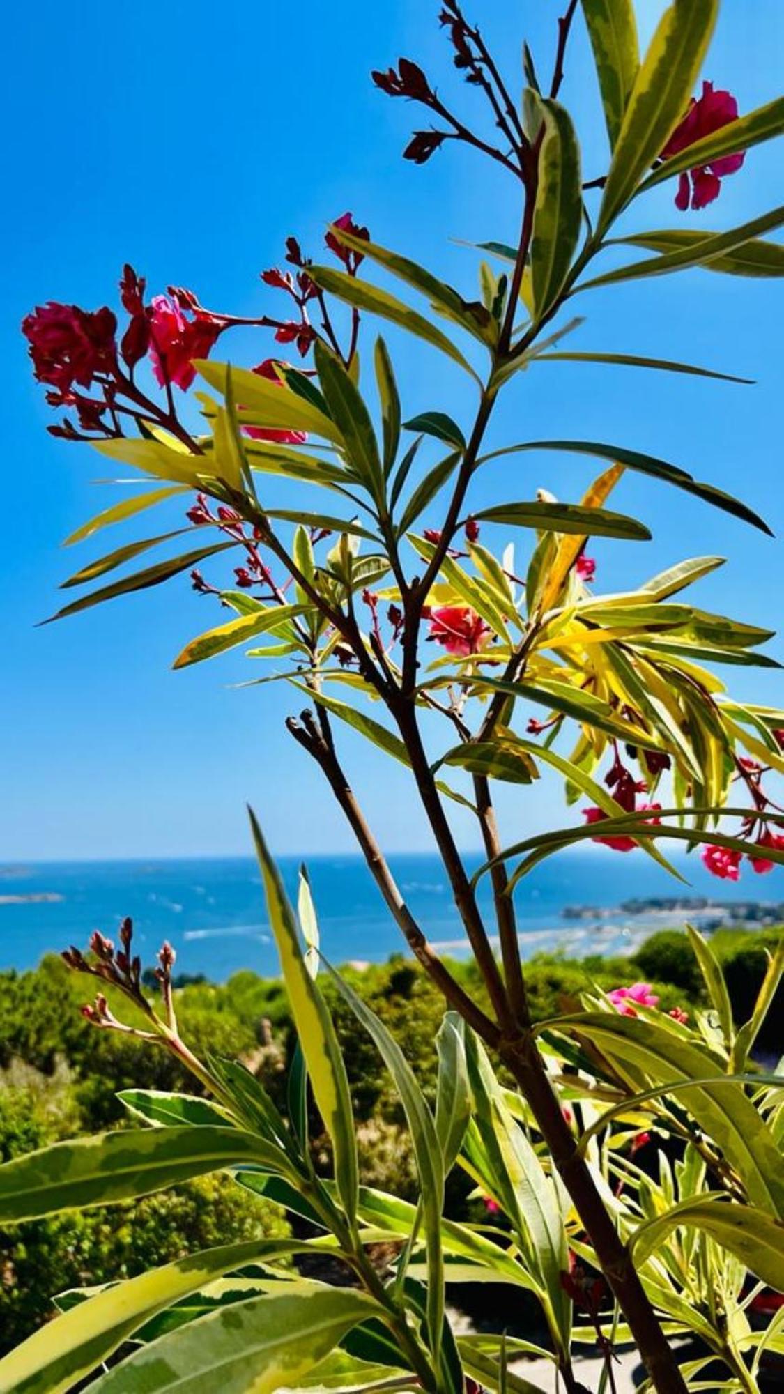 Vue Mer Imprenable Et Piscine Bandol Exteriör bild